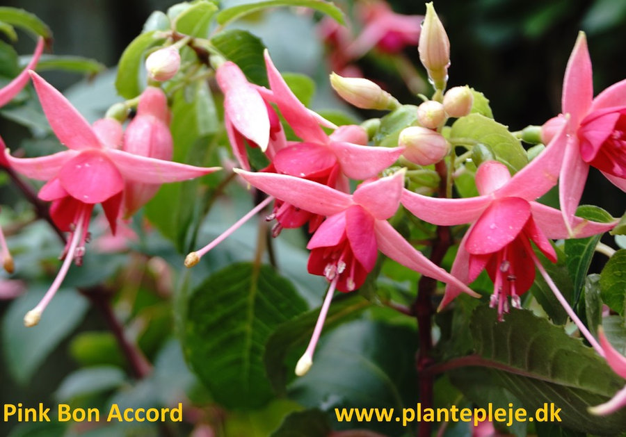 Fuchsia liste 2020 (her ses fotos af en mindre del af de fuchsia vi producere)