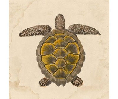 voyage of the turtle by carl safina