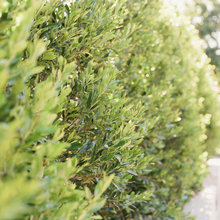 trees