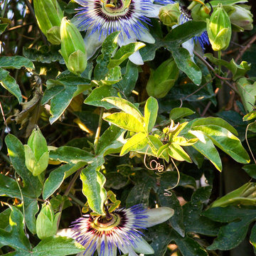 Passiflora coerulea