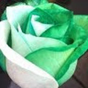 Harbor Area Links's photo