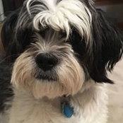 Sharon Gorman's photo