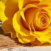 Foto von Fatema Abbas