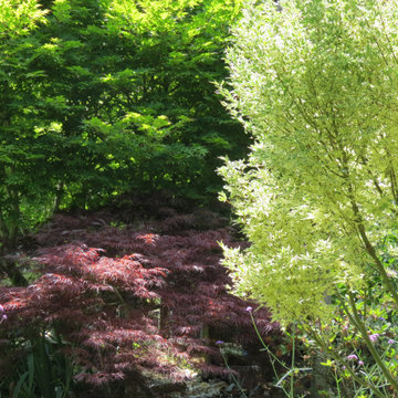Japanese Maples