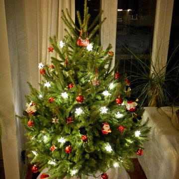 Christmas Tree potted, alive.