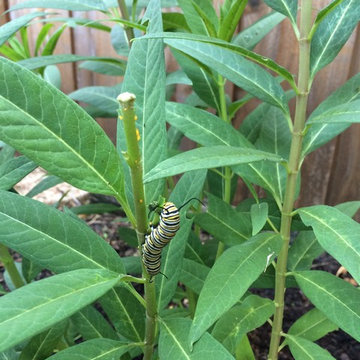 Milkweed meal
