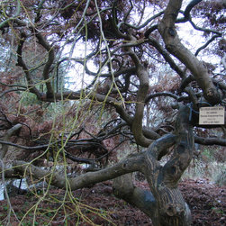Trees That Provide Year Round Interest - Plants