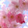 lovelybloom