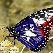 Diann Pitts's photo