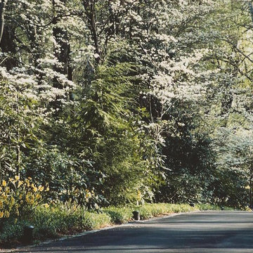 Driveway with Spring Blooms