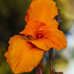 Saffron - Fine Art Prints