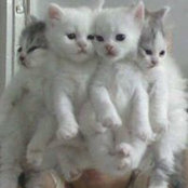 Dona Tharwat's photo