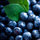 pomegranate3