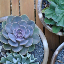 Flowers/Garden