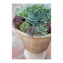 Succulent arrangements - Outdoor Pots And Planters