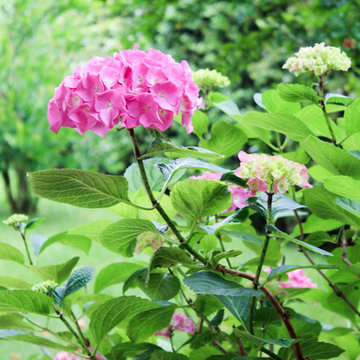 Il giardino d'estate