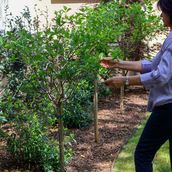 Linda Greenberg Garden Maintenance