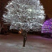Jacqueline Kulback's photo