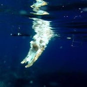 Federico Panzeri's photo