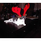Jacqueline Blackall's photo