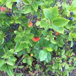 Bushes and Shrubs - Products