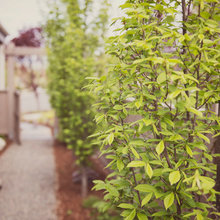 Plants