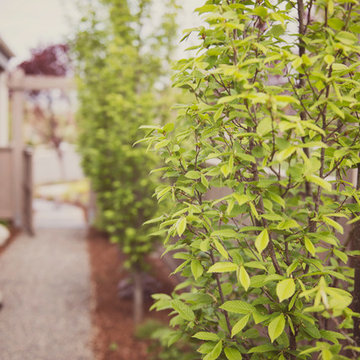 Narrow Side Yard lined with Carpinus betulus 'Fastigiata'