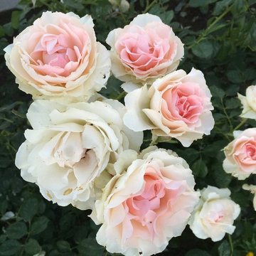 Los Angeles Rose Garden