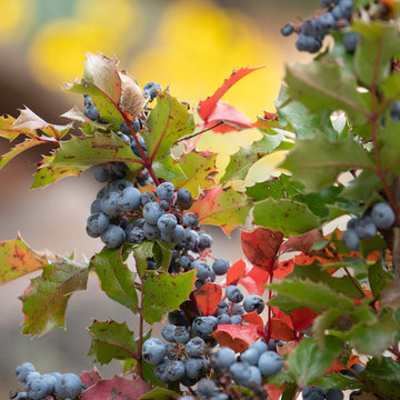 Oregon Grape on the Hillside