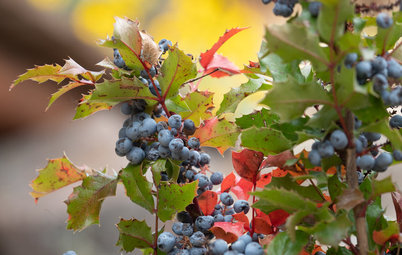 8 Deer-Resistant Elegant Evergreen Shrubs to Plant This Fall