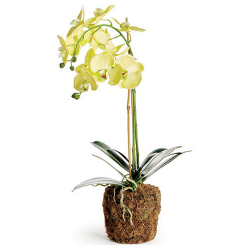 Phalaenopsis Orchid Drop-In 23", Yellow