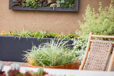 This is an example of a mid-sized modern backyard patio in San Diego with a vertical garden.