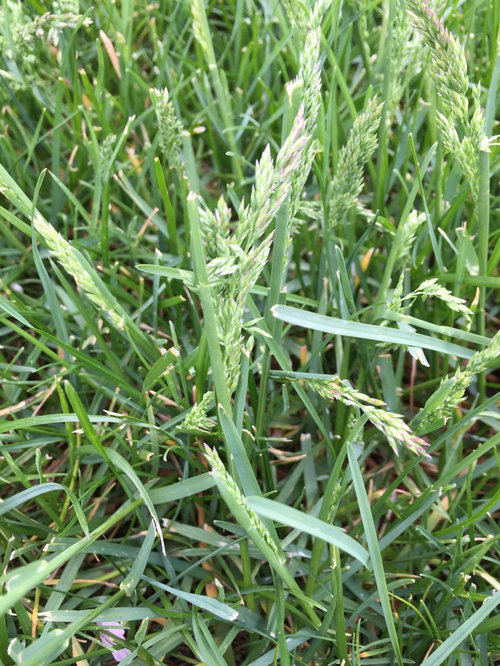 Fescue Overseeding in Bluegrass Lawn
