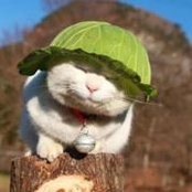 Nguyễn Lực's photo