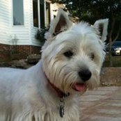 Guster Westie's photo
