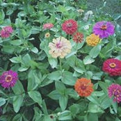 Patti Musgrave's photo