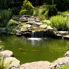 Backyard Pond