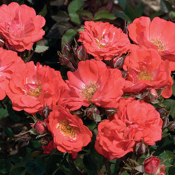 Coral Drift® Rose