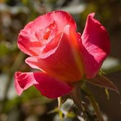 Joan Colley's photo
