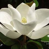 Veronica Calkinss billede