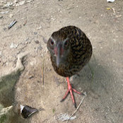 Toni Mitchell's photo
