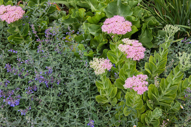 Ein viktorianischer Cottage-Garten in Melbourne wird wiederbelebt