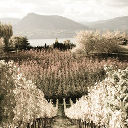 Vineyard Collection - Prints And Posters
