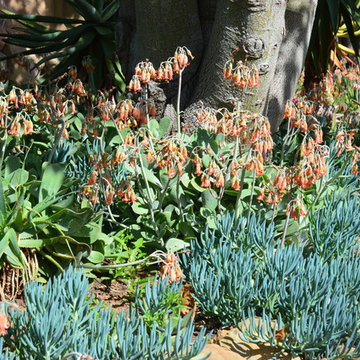 Succulents