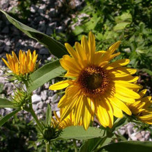 landscaping native