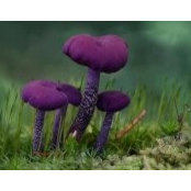 Shari Miller's photo