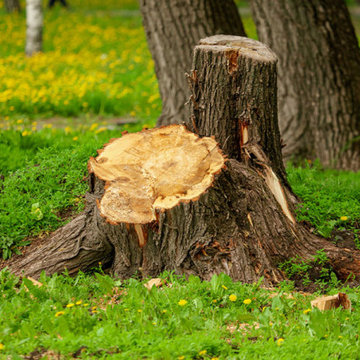 Which Is Best – Stump Removal or Stump Grinding?