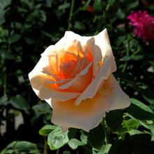 Roses