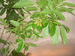 Ackee Tree Question