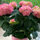 roseworkshop